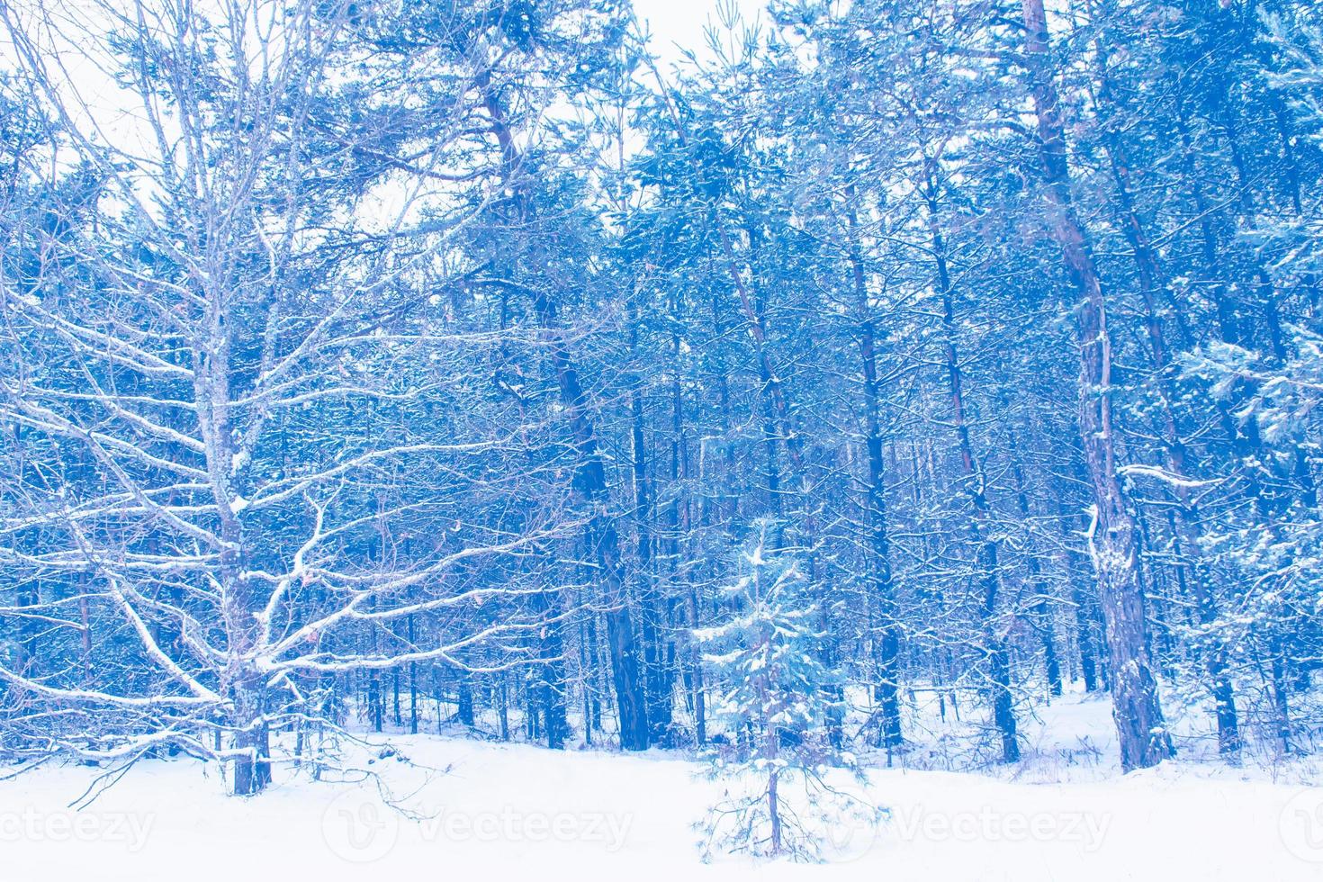 foresta invernale ghiacciata con alberi innevati. foto