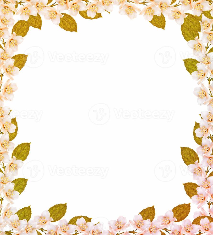 ramo di fiori di gelsomino foto