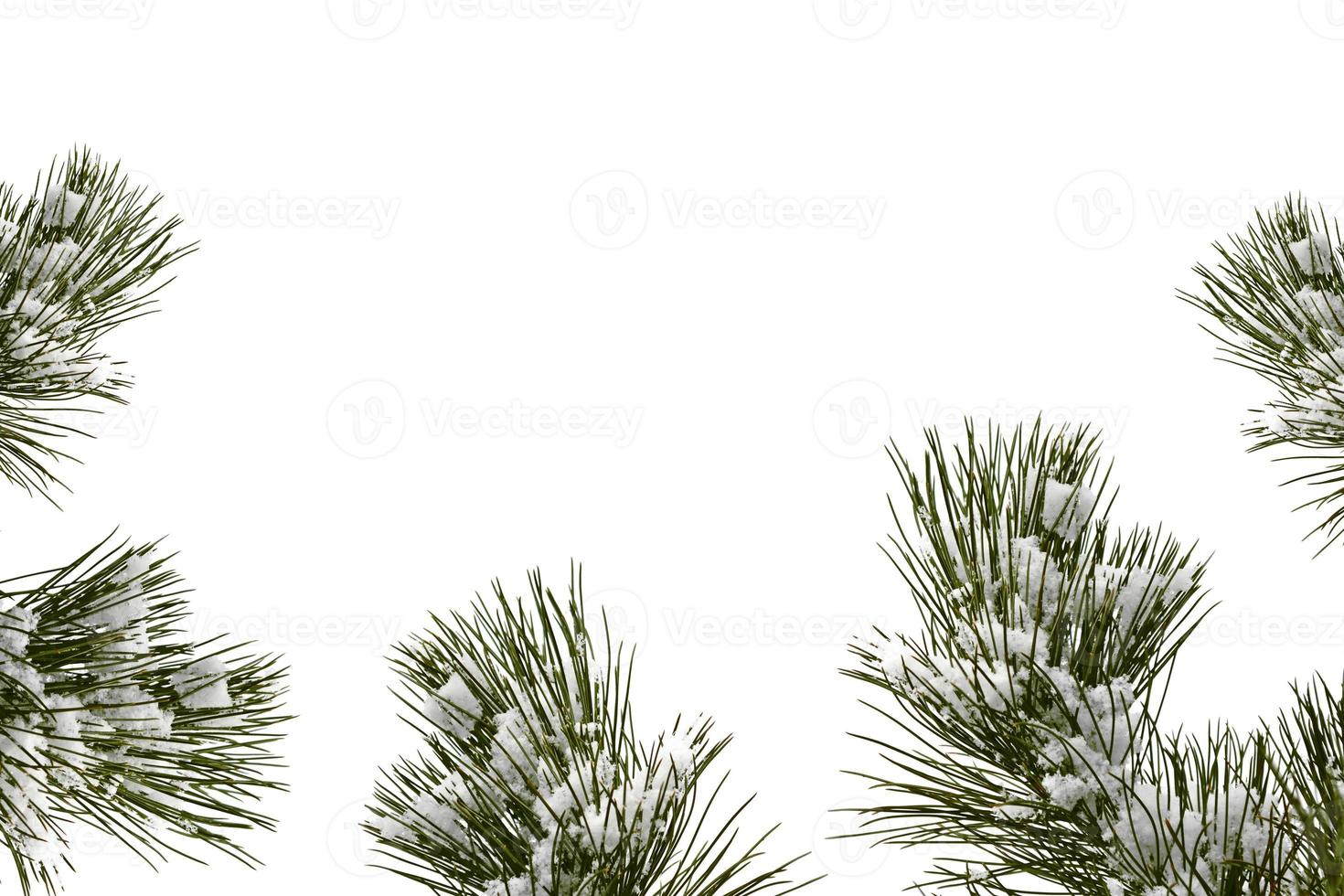 alberi innevati. ramo di abete isolato su sfondo bianco. foto