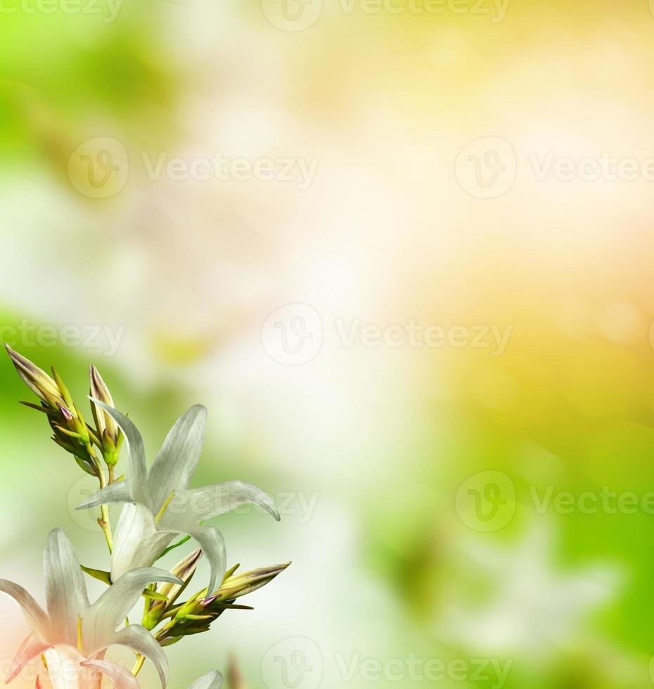 sfondo floreale di fiori delicati campanule foto
