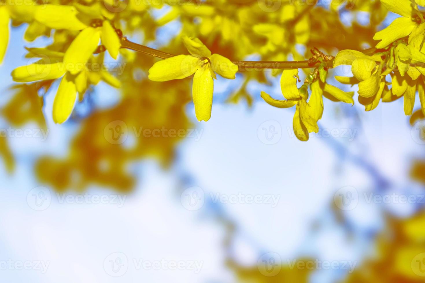 cespuglio fiorito di fiori gialli forsizia foto