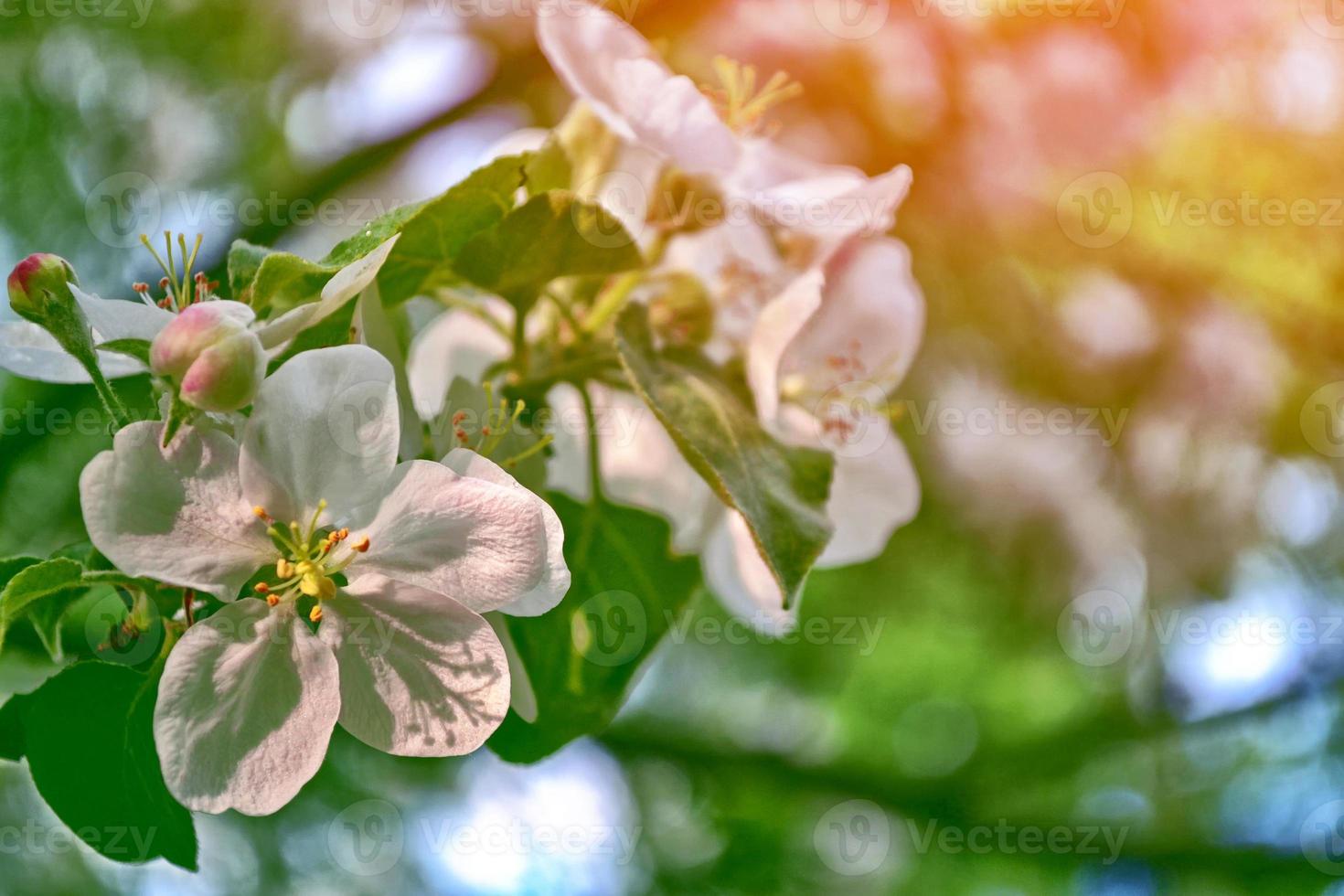 mela ramo in fiore. foto