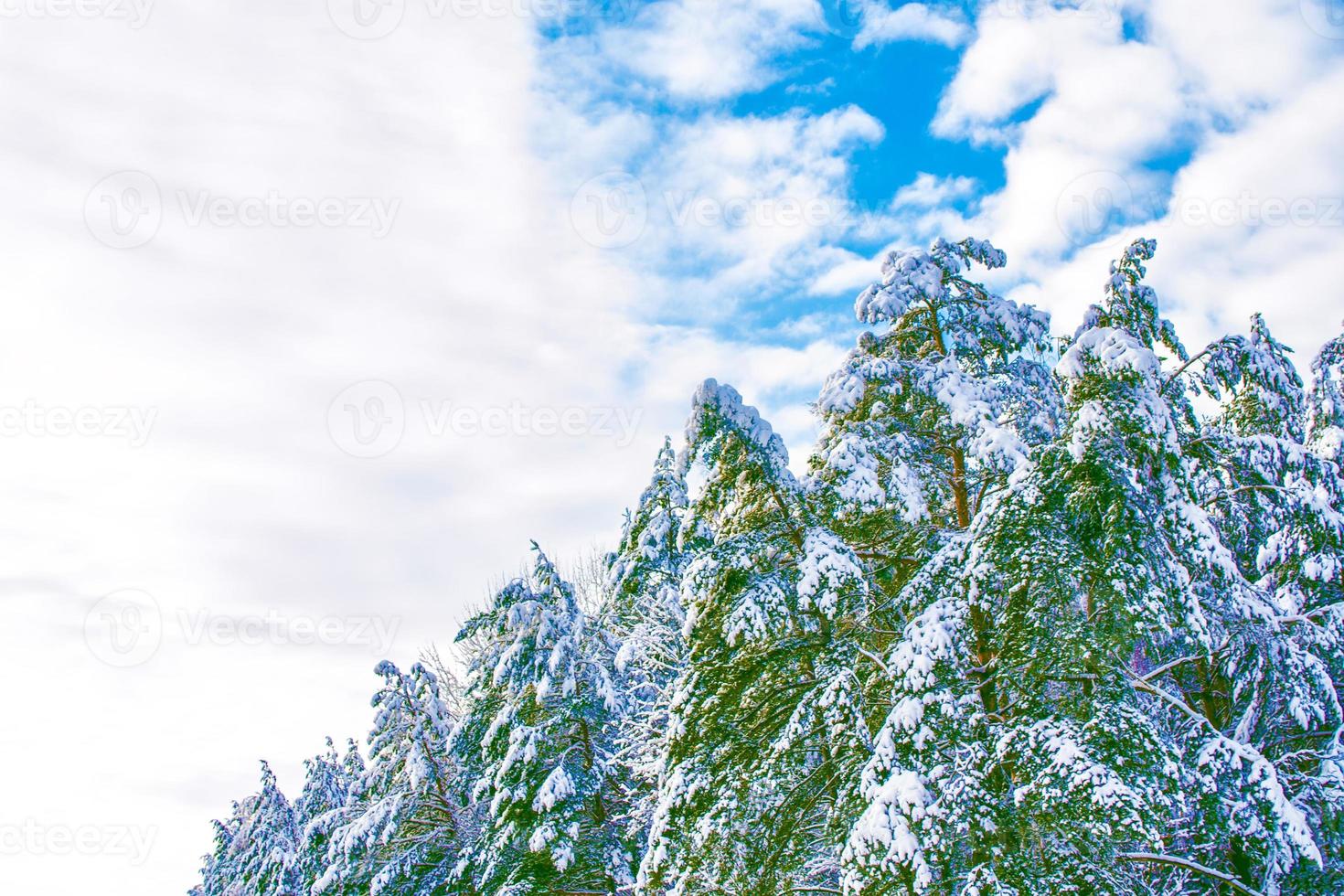 foresta invernale ghiacciata con alberi innevati. foto