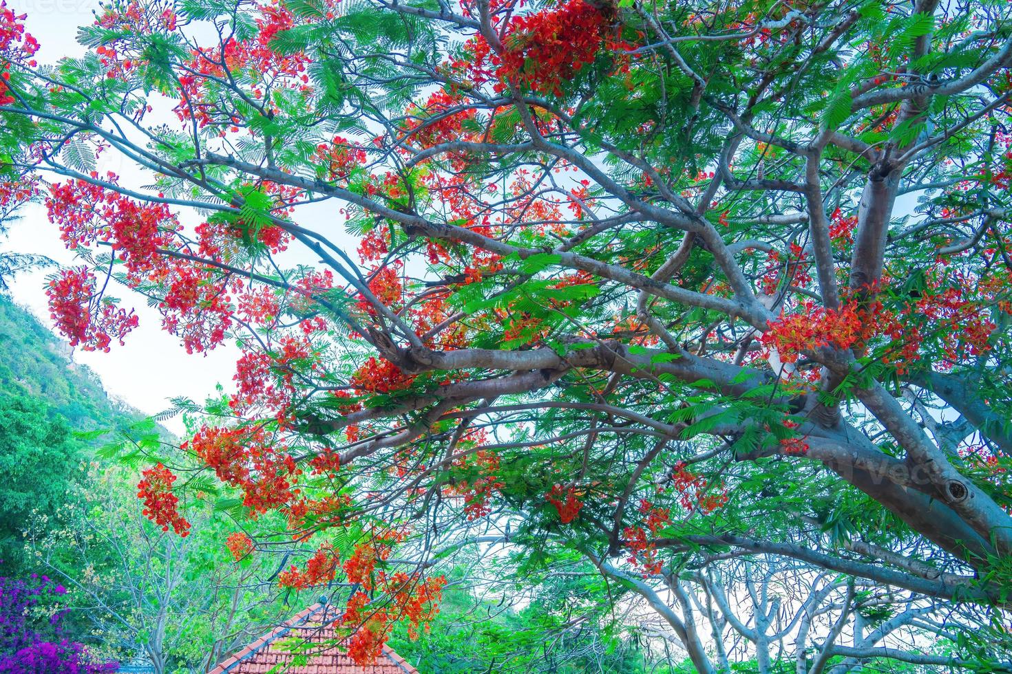 estate poinciana phoenix è una specie di pianta da fiore che vive nei tropici o subtropicali. fiore rosso dell'albero delle fiamme, poinciana reale foto