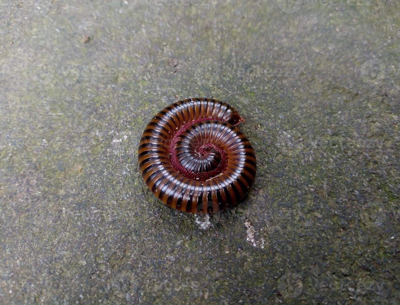 millepiedi arricciato in un'immagine a spirale foto