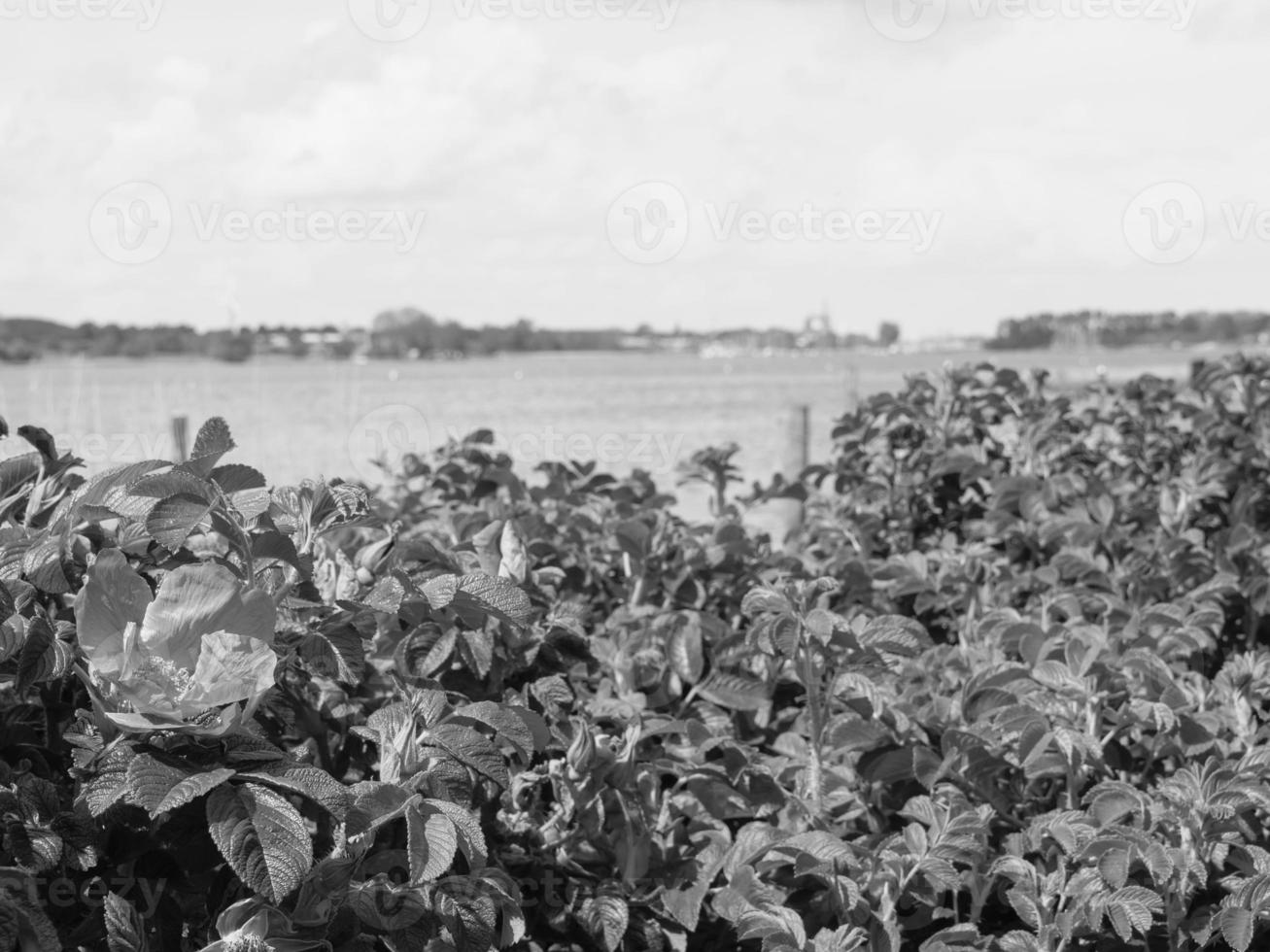 la piccola città di Arnis sul fiume Schlei foto