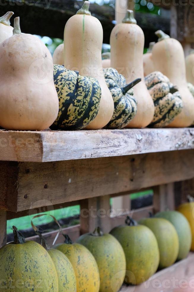 zucche nel muensterland tedesco foto