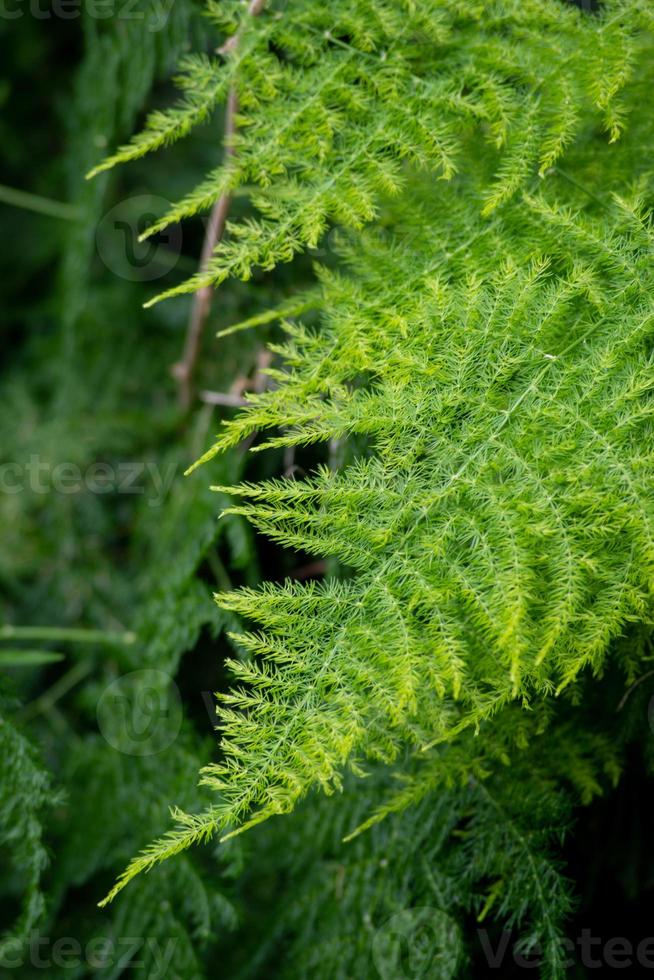 felce verde in giardino foto