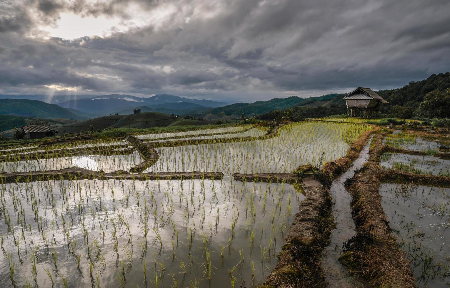 vietare il campo di terrazze di riso di pa pong piang nella provincia di chiang mai della tailandia al tramonto. foto