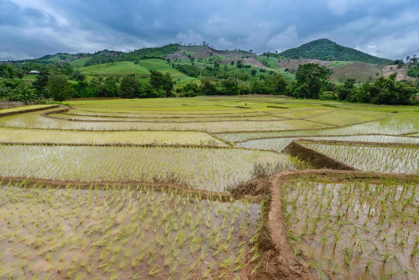 le risaie e l'agricoltura archiviate nella campagna della provincia di chiang rai, nella provincia settentrionale della thailandia. foto