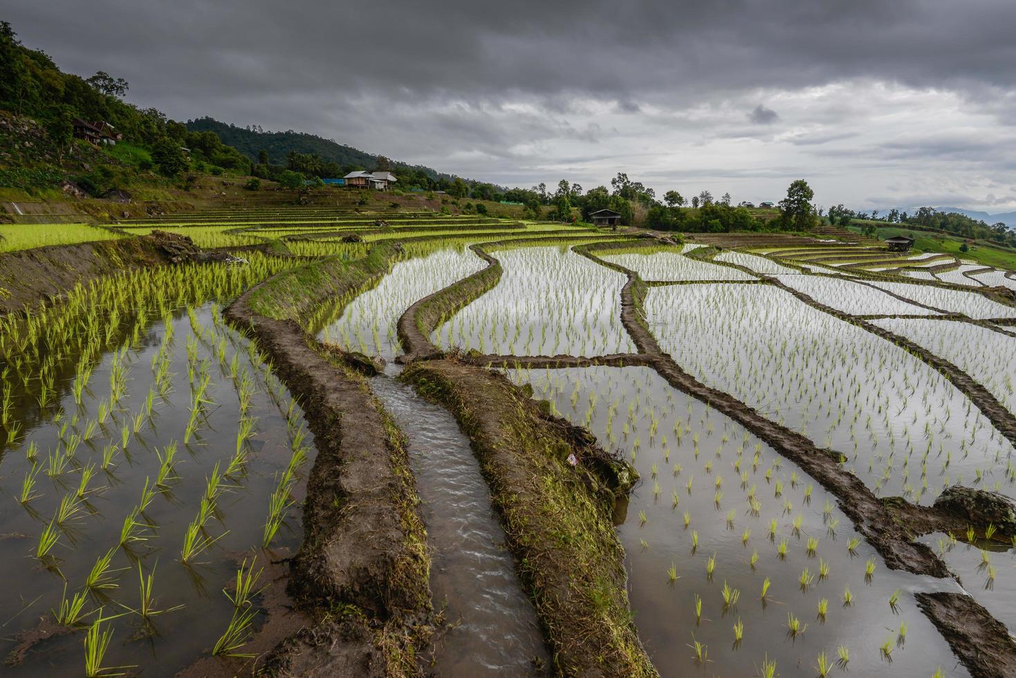 vietare il campo di terrazze di riso di pa pong piang nella provincia di chiang mai della tailandia al tramonto. foto