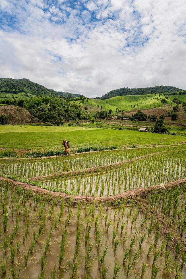 le risaie e l'agricoltura archiviate nella campagna della provincia di chiang rai, nella provincia settentrionale della thailandia. foto