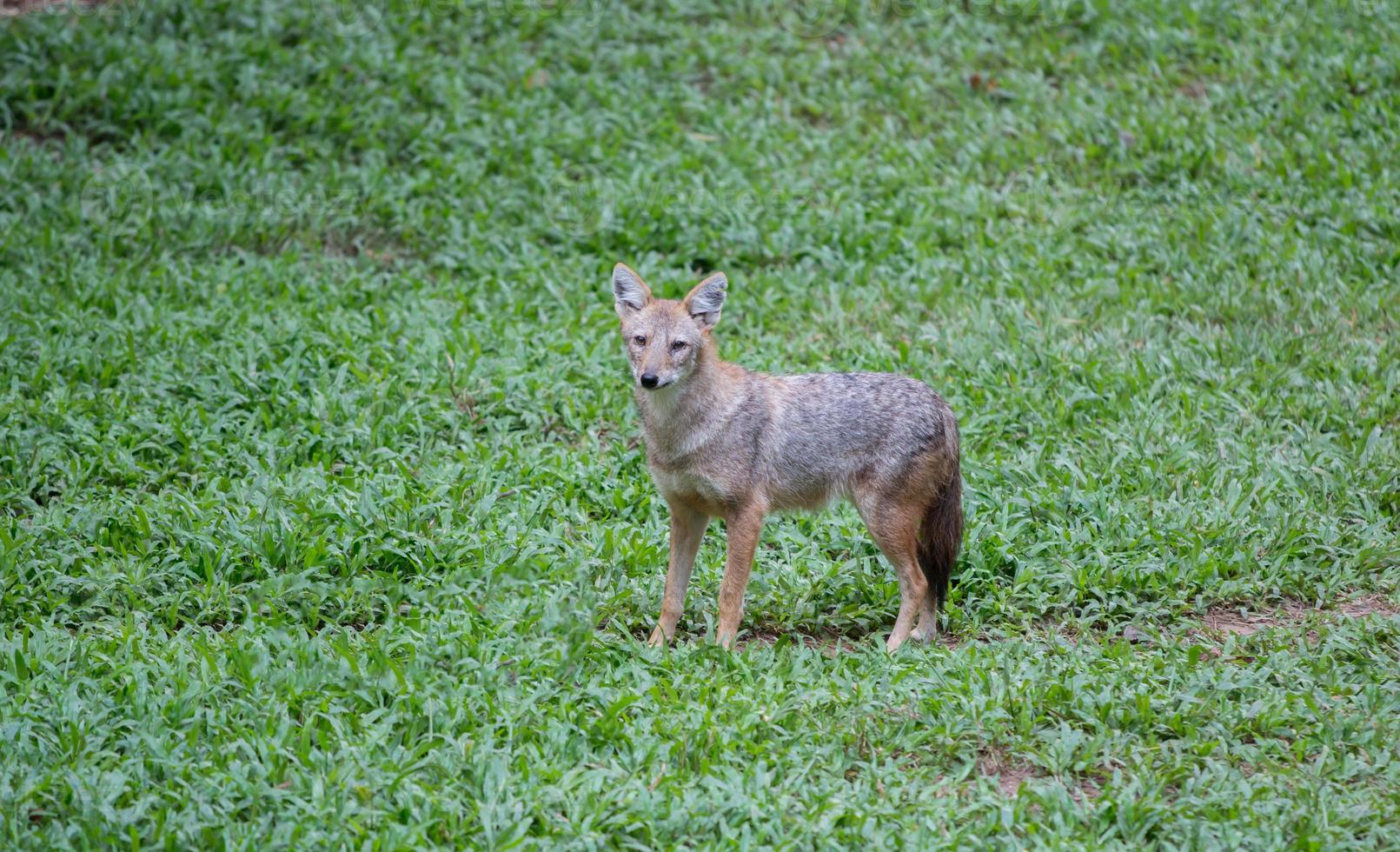 sciacallo dorato allo zoo foto