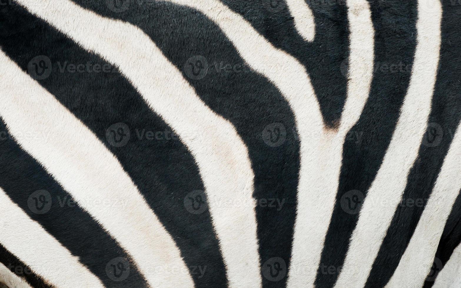 struttura della pelle di zebra foto