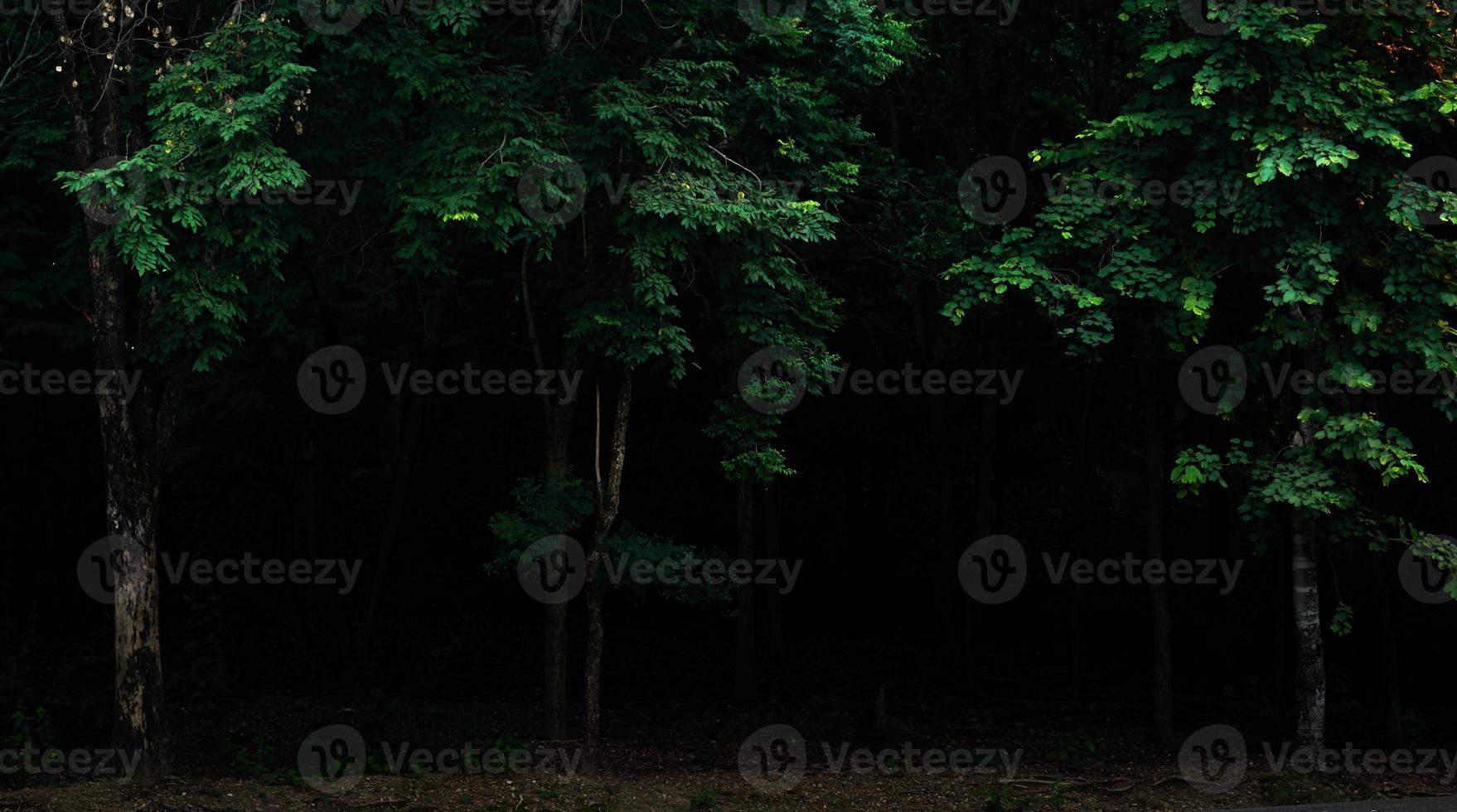 foresta tropicale fogliame piante cespugli notte oscura foto