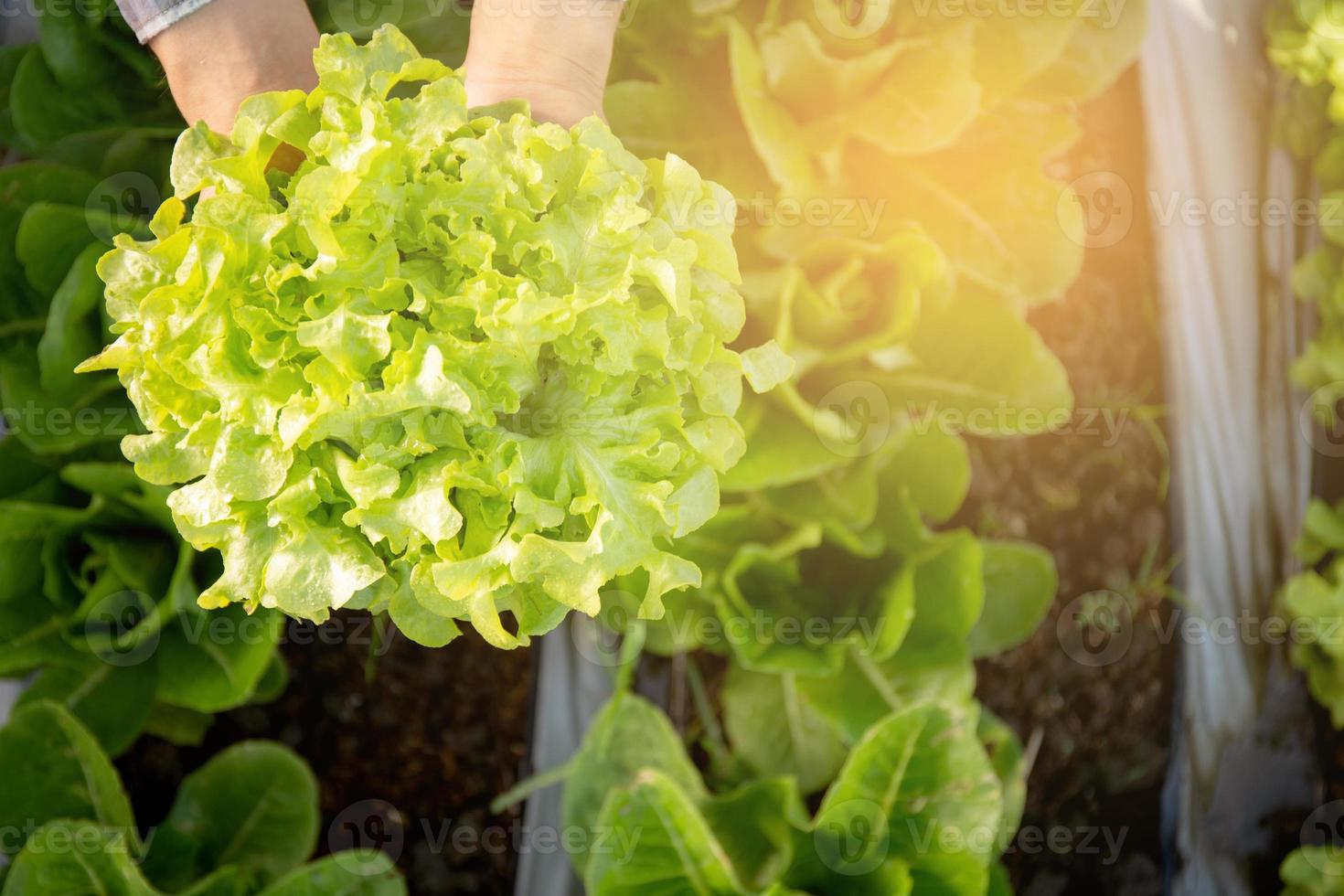 mani del giovane agricoltore che controlla e tiene verdura biologica fresca nella fattoria idroponica, produce e coltiva lattuga di quercia verde per l'agricoltura del raccolto con il concetto di cibo sano e aziendale. foto