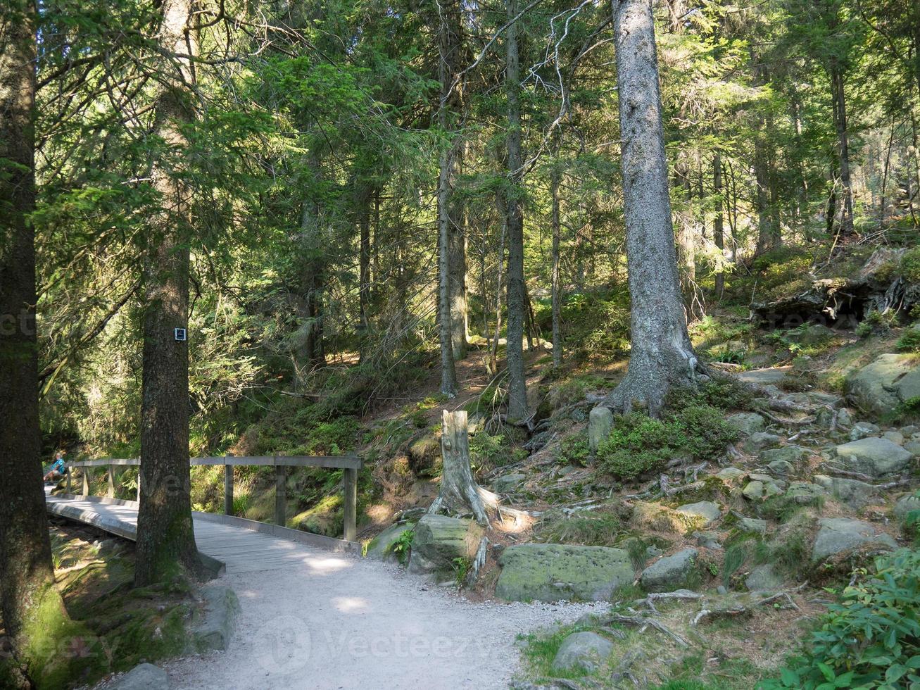 la foresta nera in germania foto