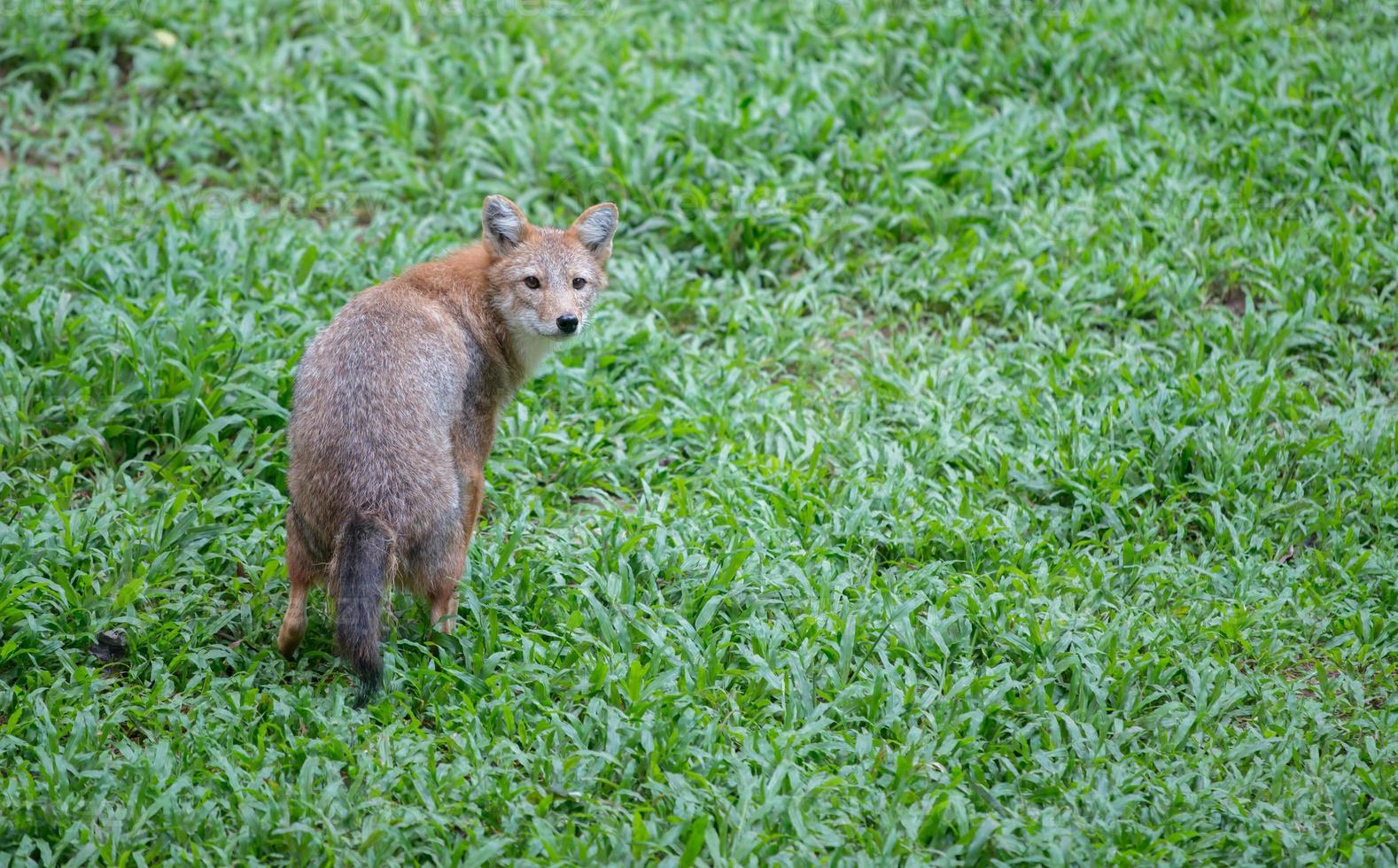 sciacallo dorato allo zoo foto