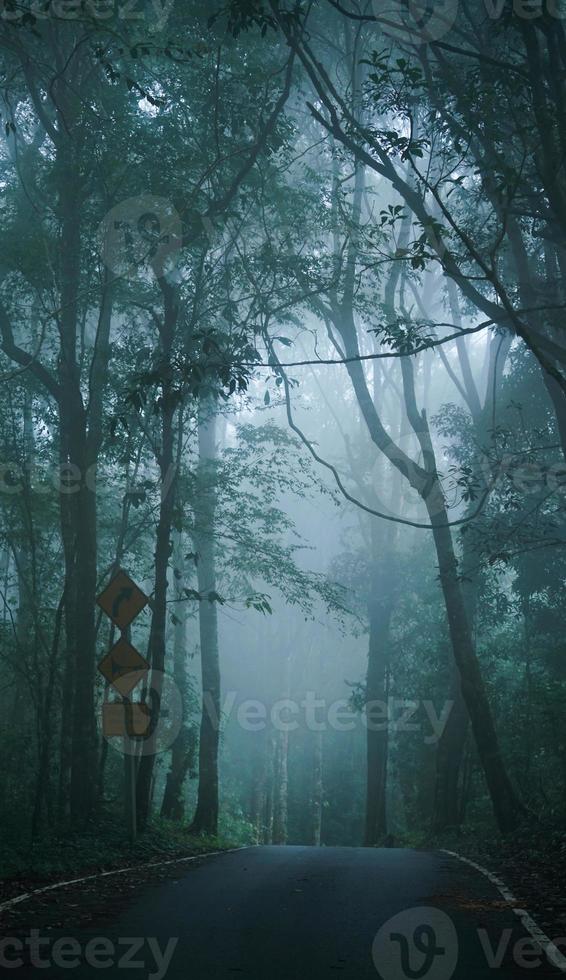 strada rurale attraverso la foresta sempreverde in una nebbia foto