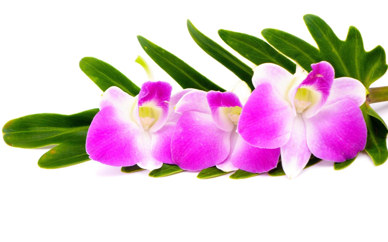 bouquet di fiori di orchidea isolato su sfondo bianco foto