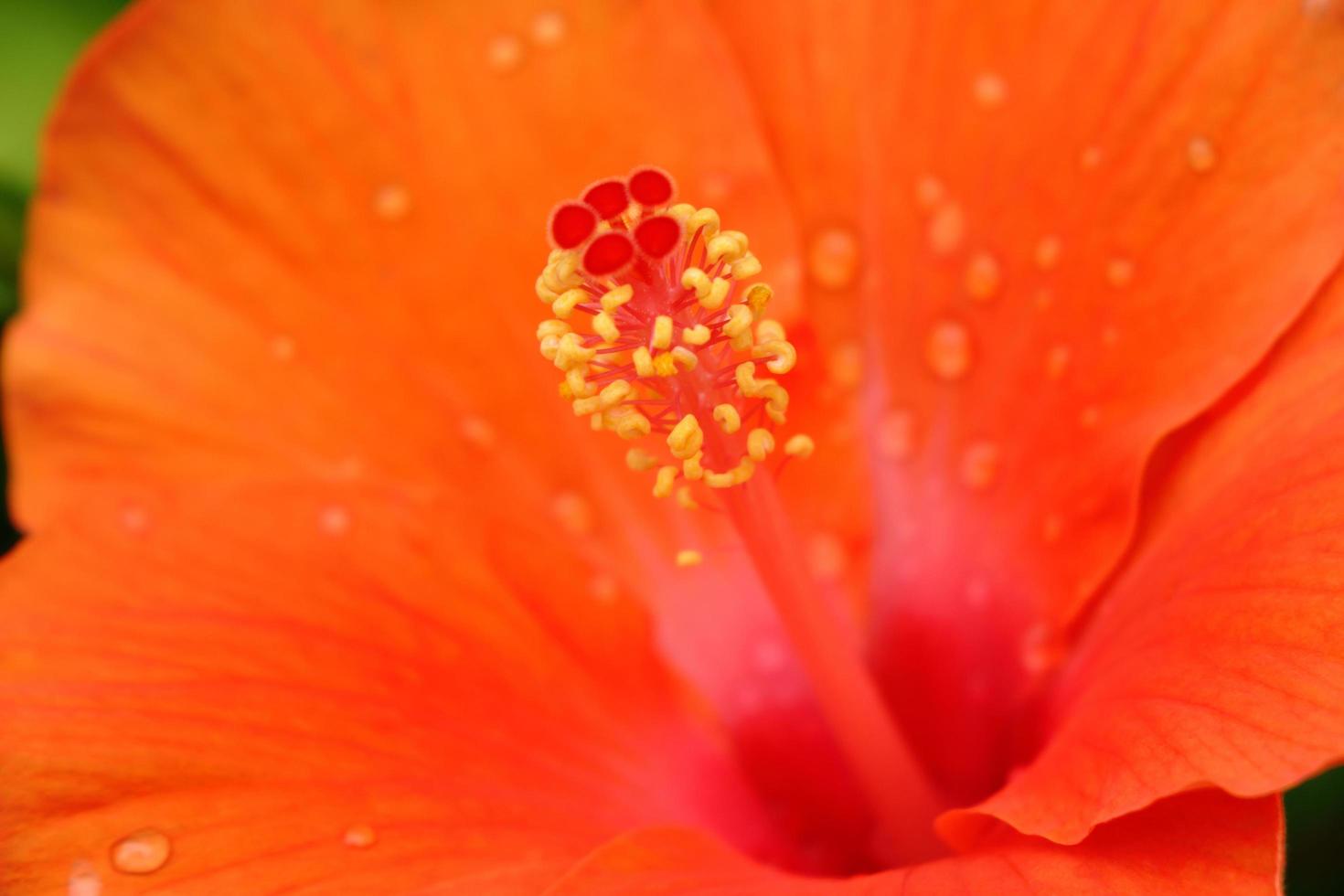 polline di fiori di ibisco. foto