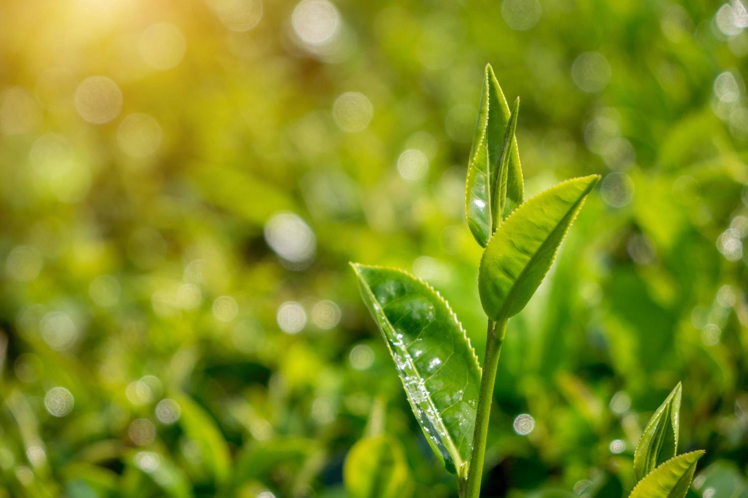 tè verde nel campo foto