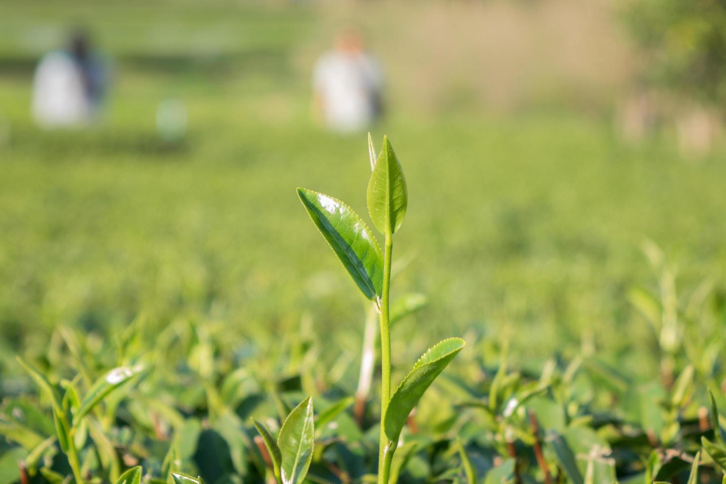 congedo di tè nel campo foto