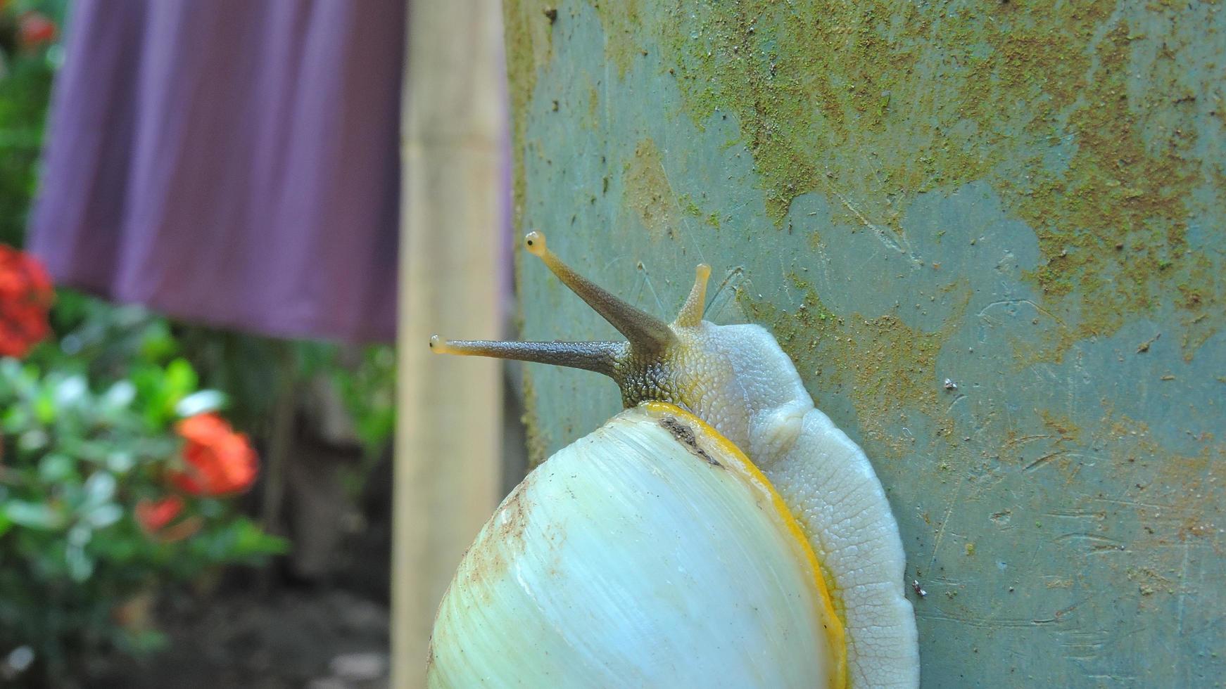 una lumaca bianca che striscia foto