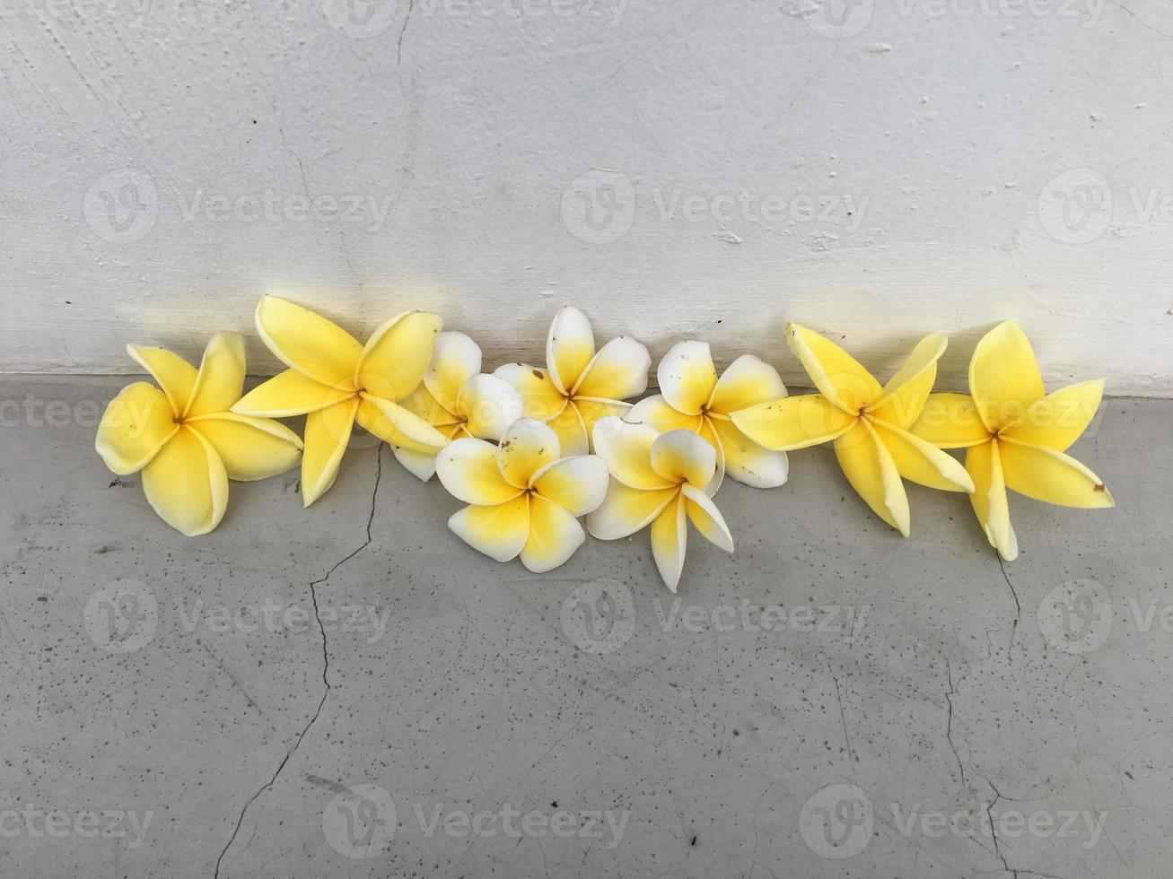 fiori di frangipani, frangipani, albero della pagoda o albero del tempio su sfondo naturale. foto