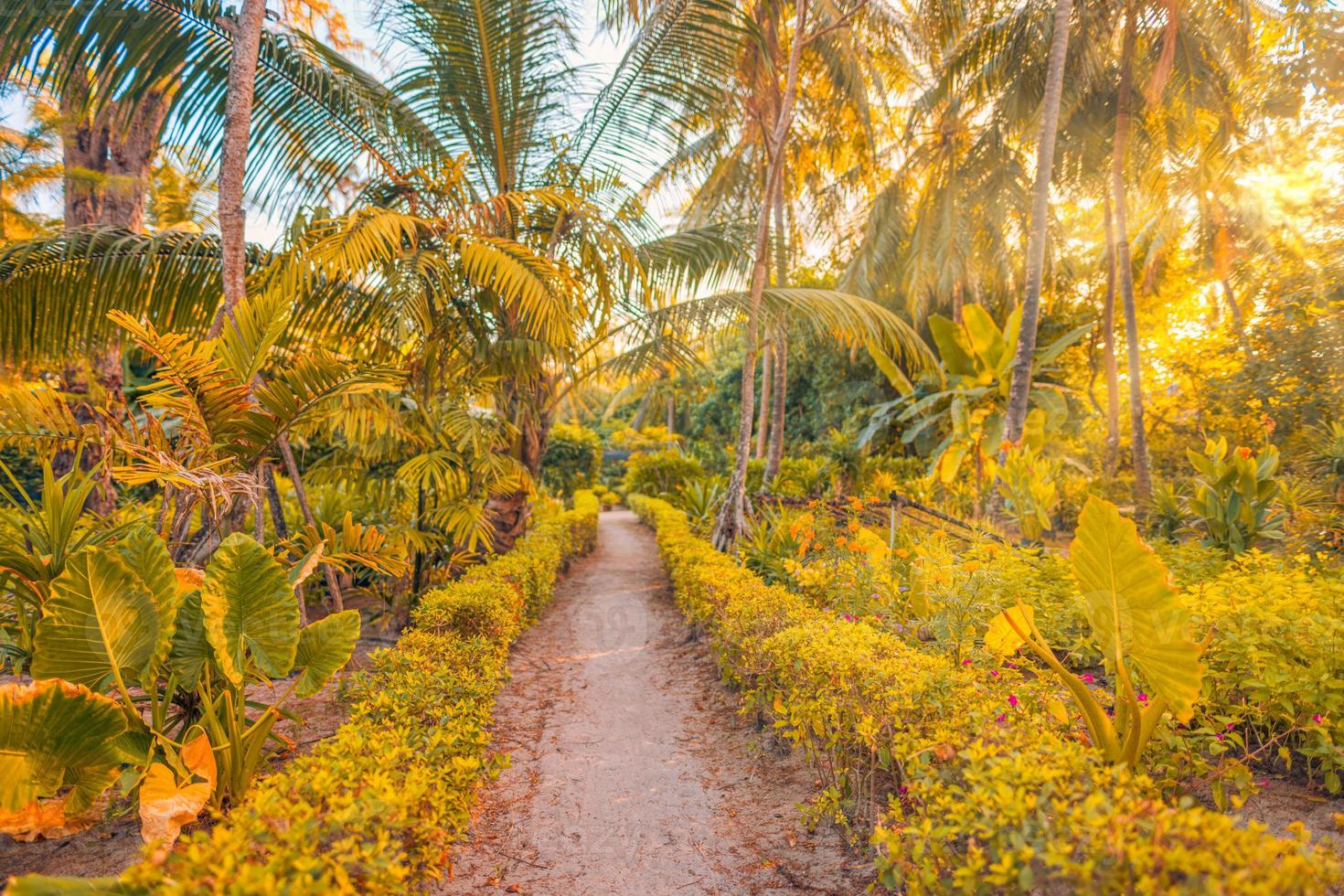 incredibile paesaggio estivo. percorso natura tropicale, percorso avventura per la libertà con caldi raggi del sole al tramonto, travi. bellissimo sentiero nella giungla della foresta di palme verdi, energia felice positiva. fogliame soleggiato rilassante foto