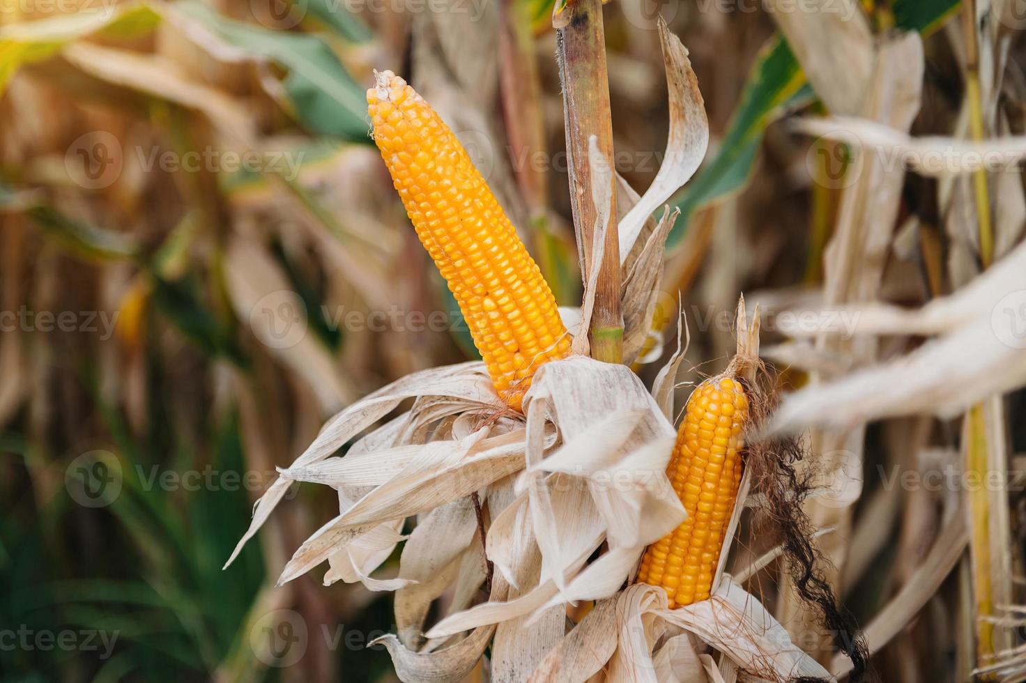 immagine di messa a fuoco selettiva della pannocchia di mais nel campo di mais biologico. mais in attesa di essere raccolto foto