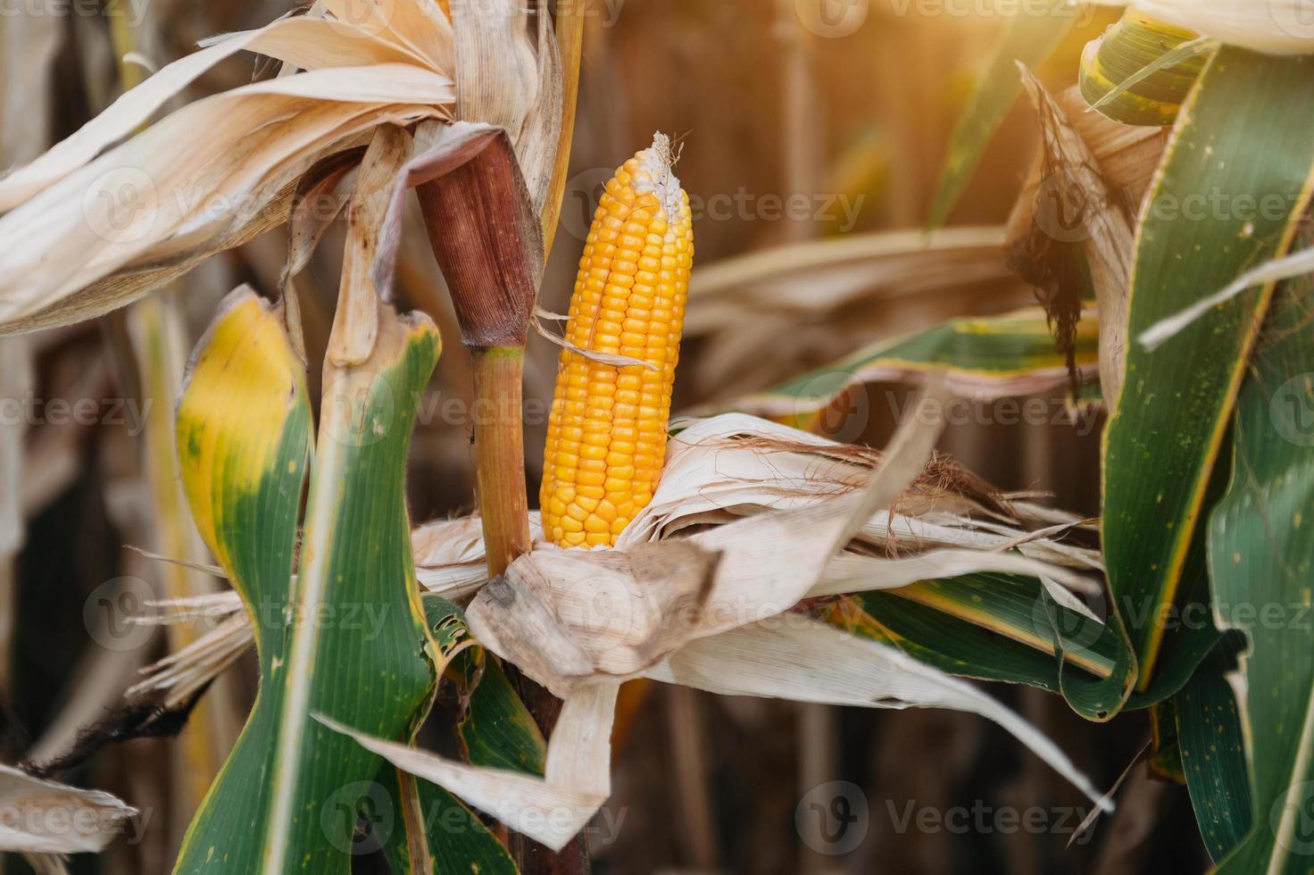 un'immagine di messa a fuoco selettiva della pannocchia di mais nel campo di mais biologico. mais in attesa di essere raccolto foto