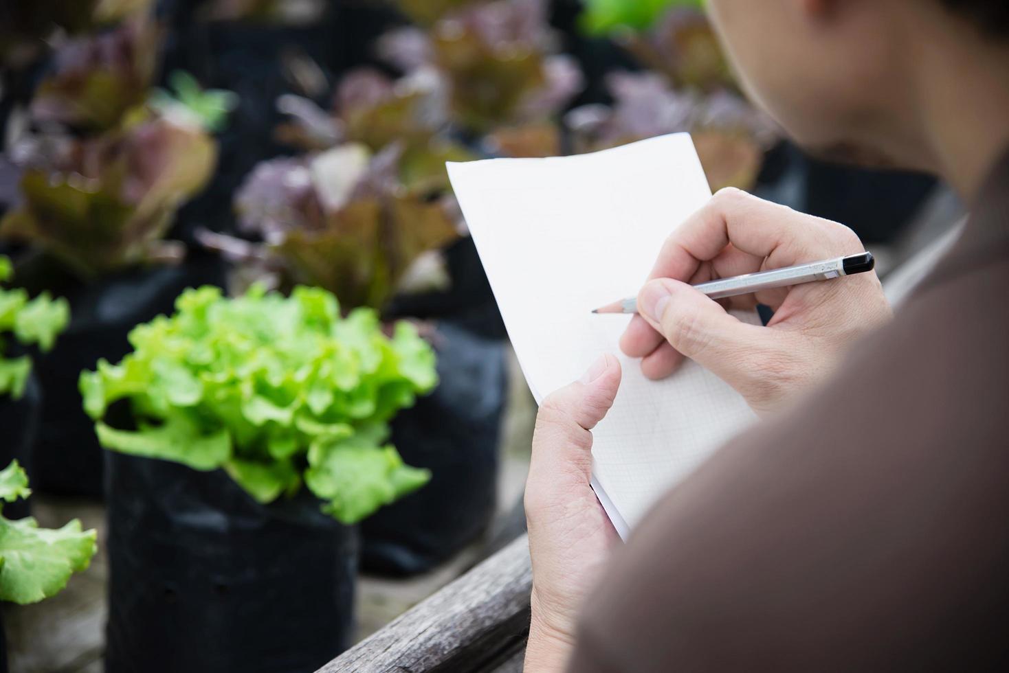 uomo di fattoria che lavora nel suo giardino di lattuga biologica - gente di fattoria intelligente nel concetto di agricoltura biologica pulita foto