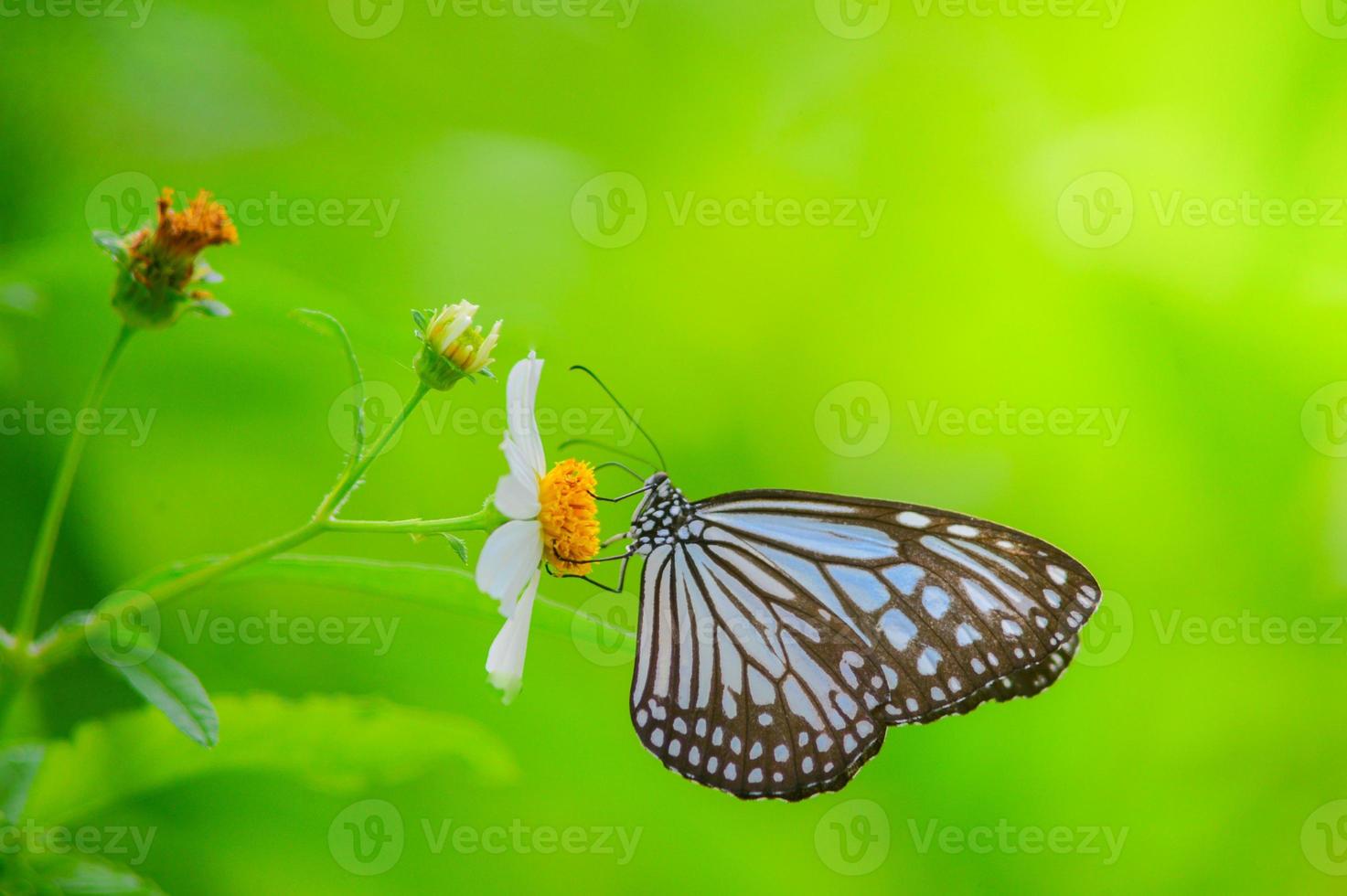 bellissime farfalle in natura stanno cercando il nettare dai fiori nella regione tailandese della tailandia. foto