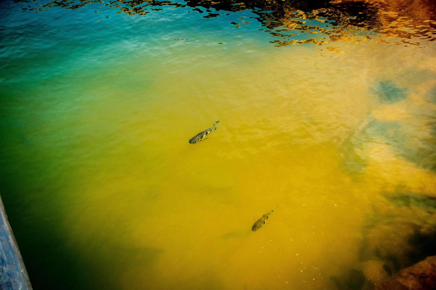 pesce arciere che si avvicina alla barca foto