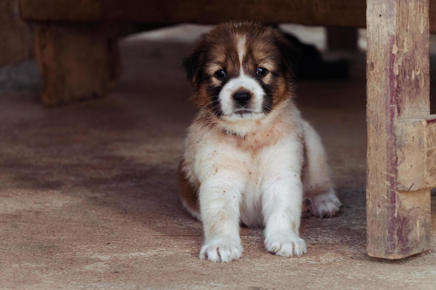 un simpatico cagnolino si siede sotto il tavolo dopo un gioco cattivo. foto