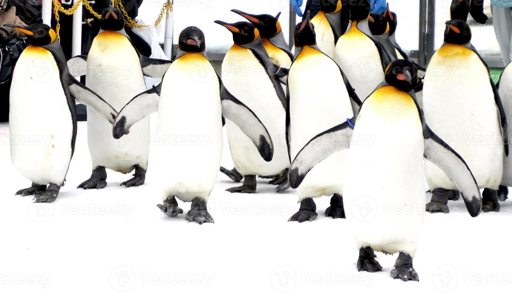 animale da parata di penquin a piedi sulla neve inverno foto