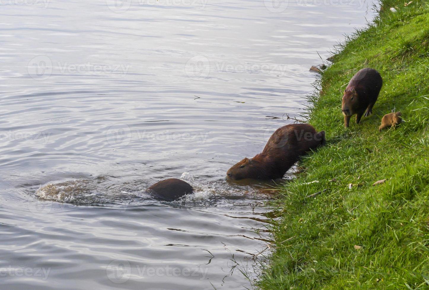 capibara vicino al lago a belo horizonte, brasile foto