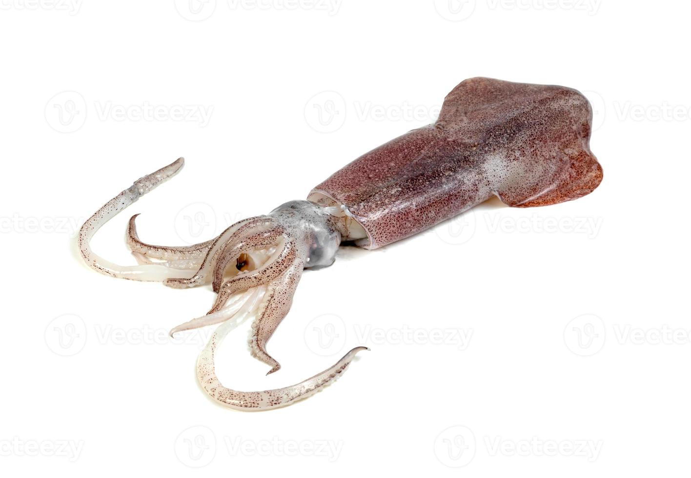 calamari isolati su sfondo bianco foto