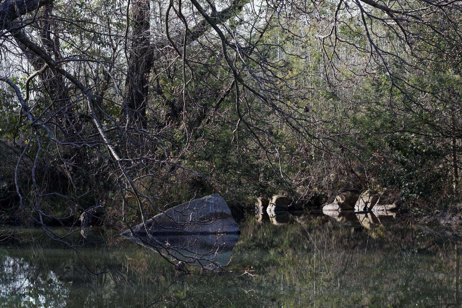 stagno con riflessione foto