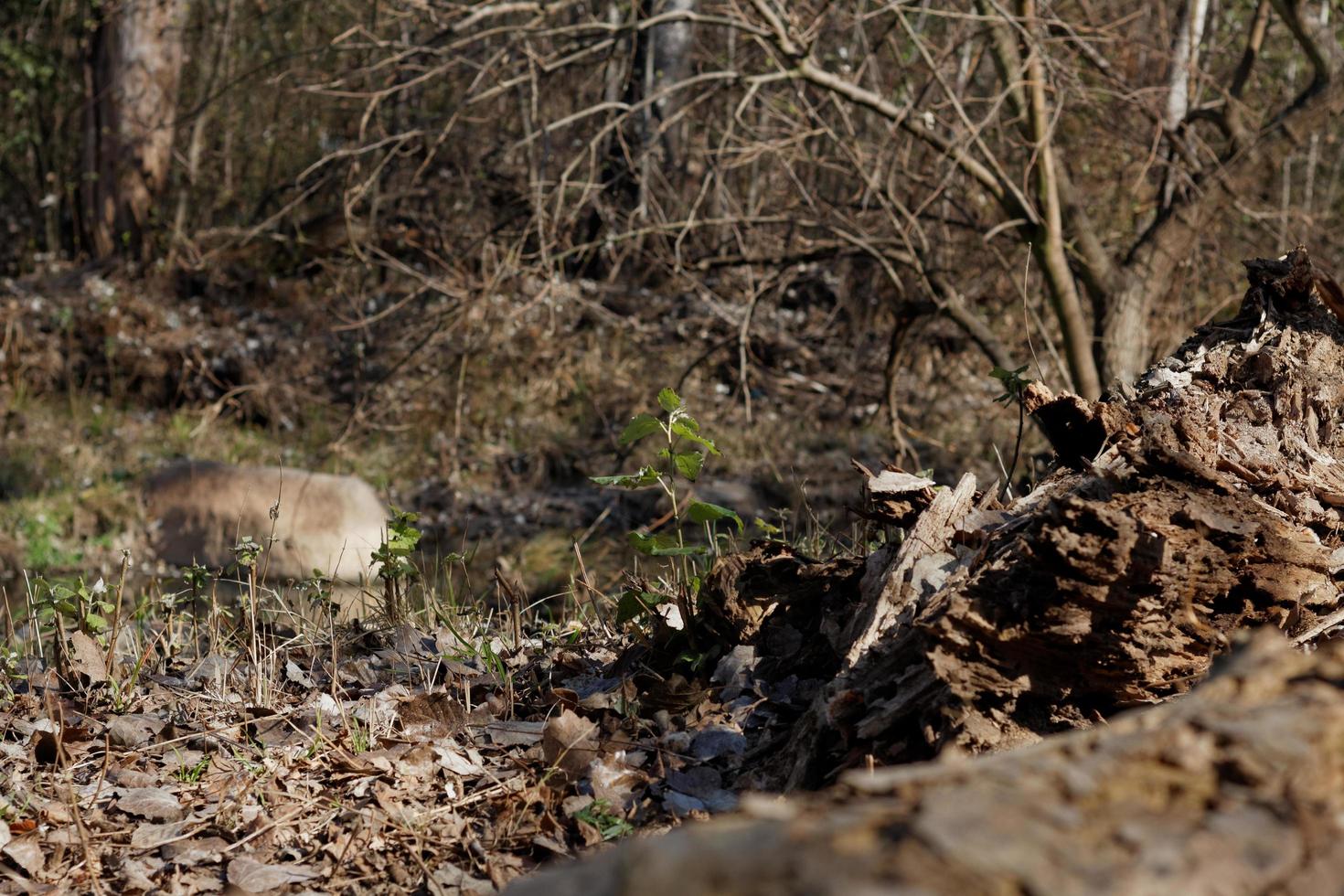 scena della natura con ruscello foto