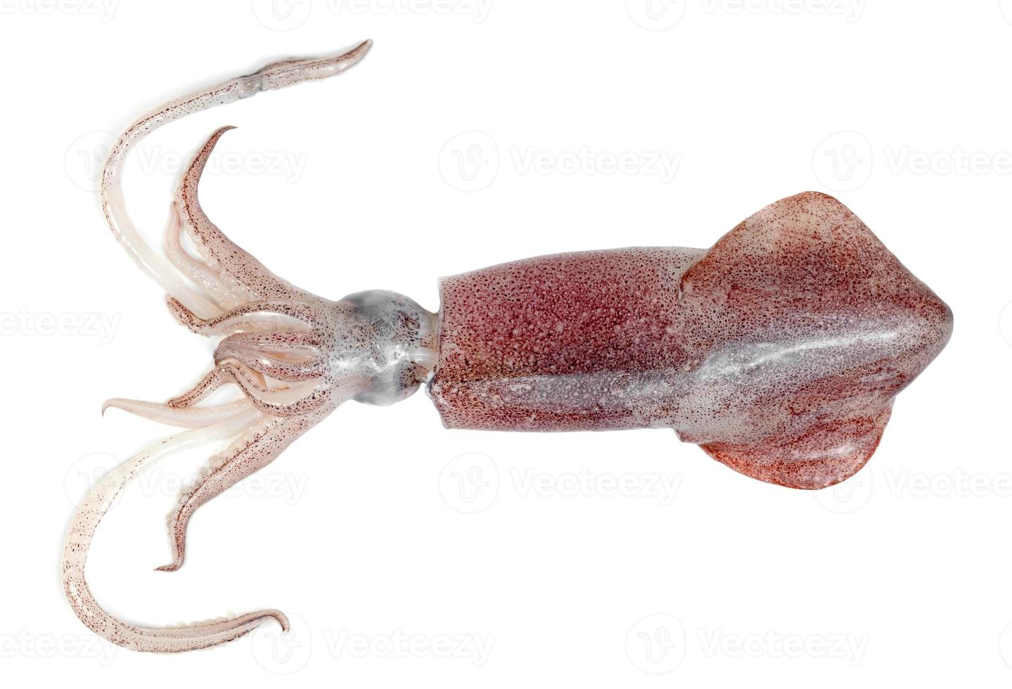 calamari isolati su sfondo bianco foto