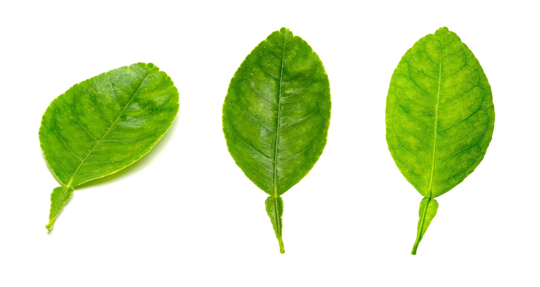 set di foglie di limone isolato su sfondo bianco, motivo a foglie verdi foto