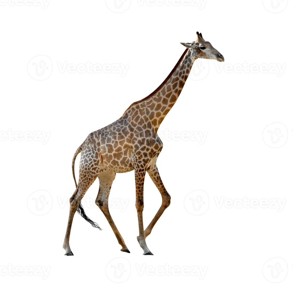 giraffa isolata su sfondo bianco, include il percorso di ritaglio foto
