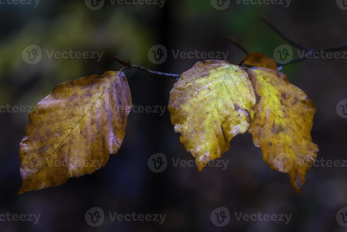 tre foglie autunnali foto