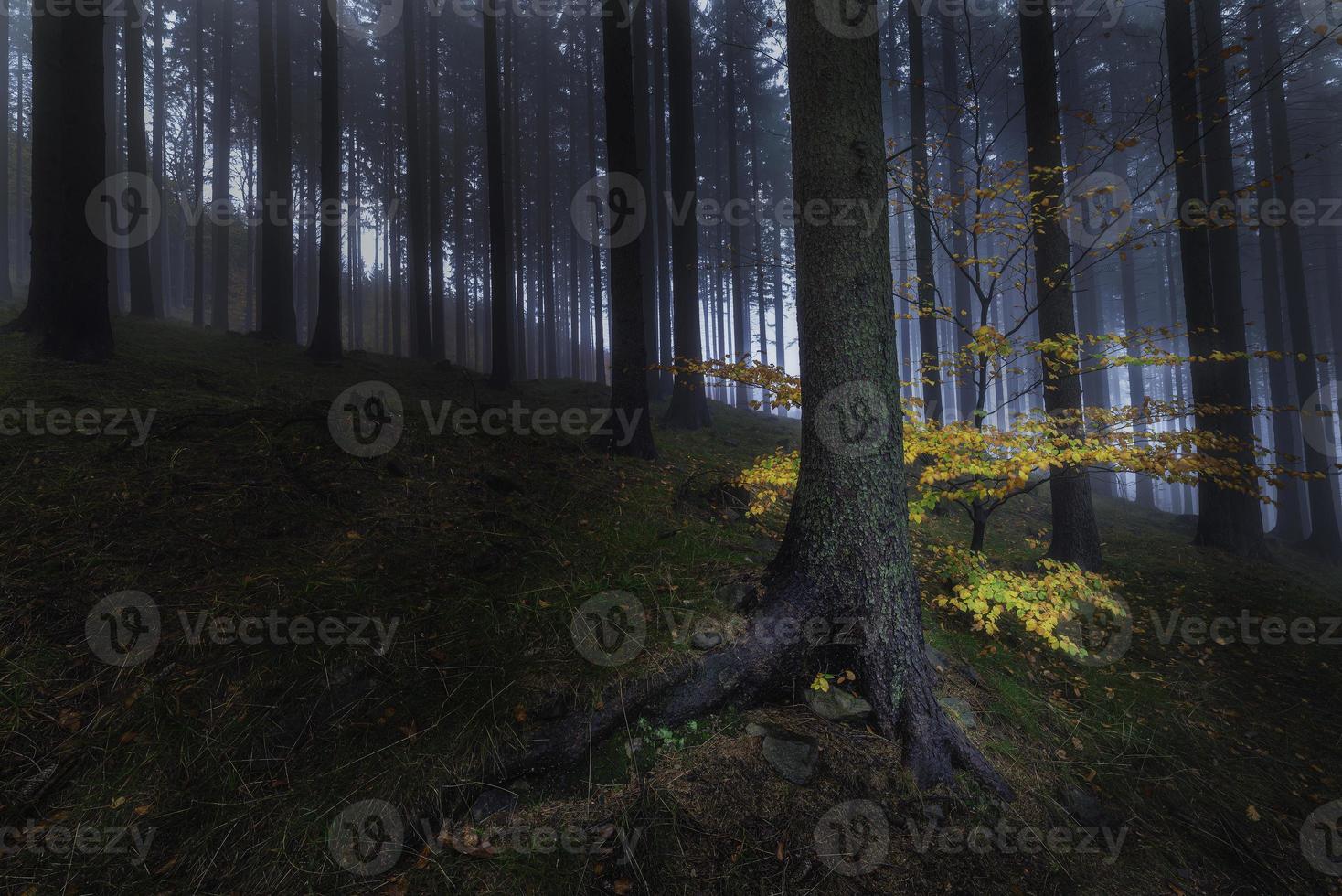 vista autunnale nella foresta di abeti rossi foto