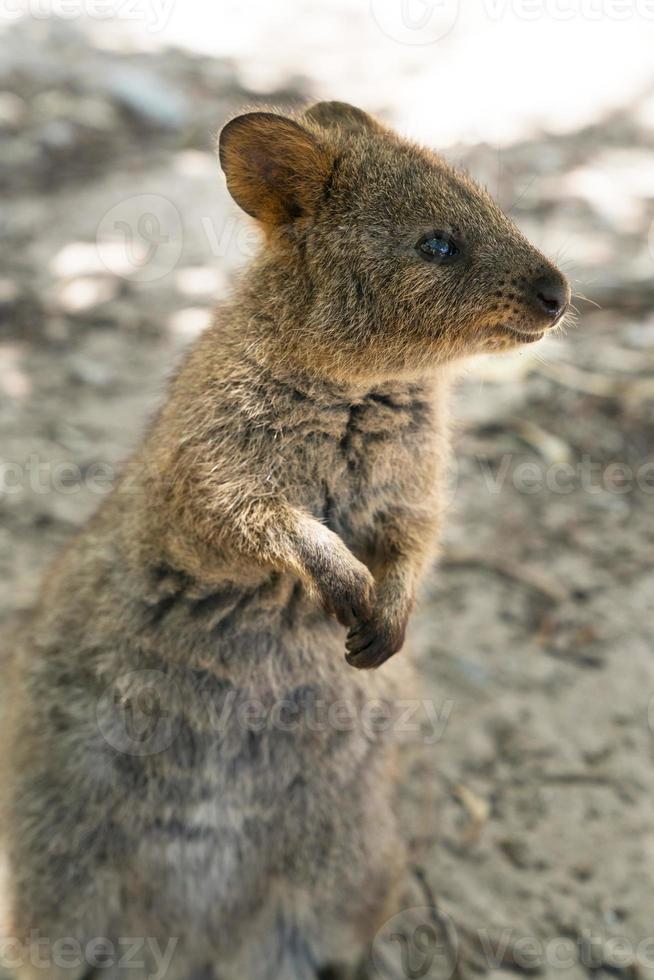 quokka sull'isola di Rottnest, fauna selvatica dell'Australia foto