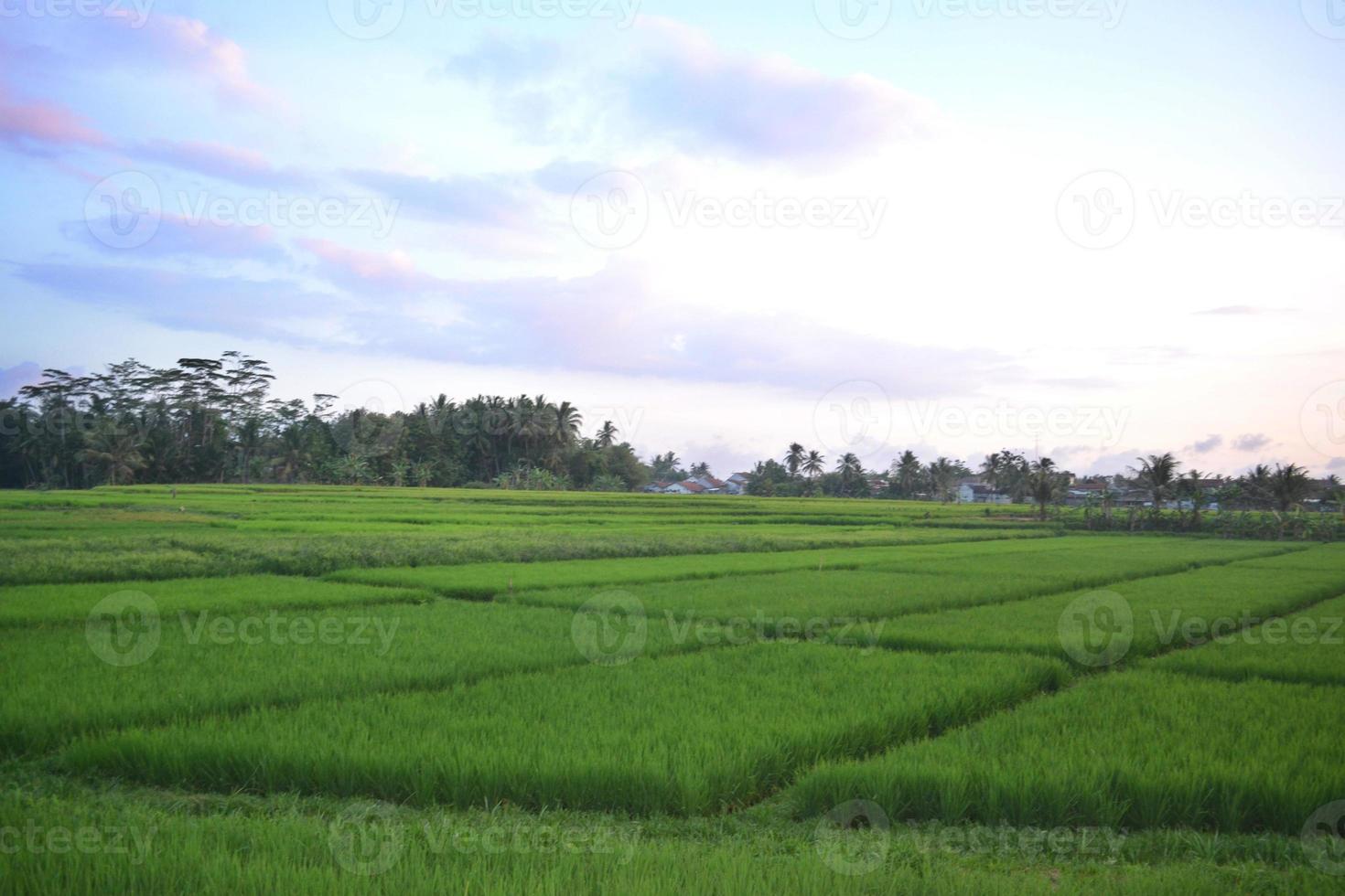 vista del paesaggio del campo di riso verde che si estende con le linee del campo di riso foto