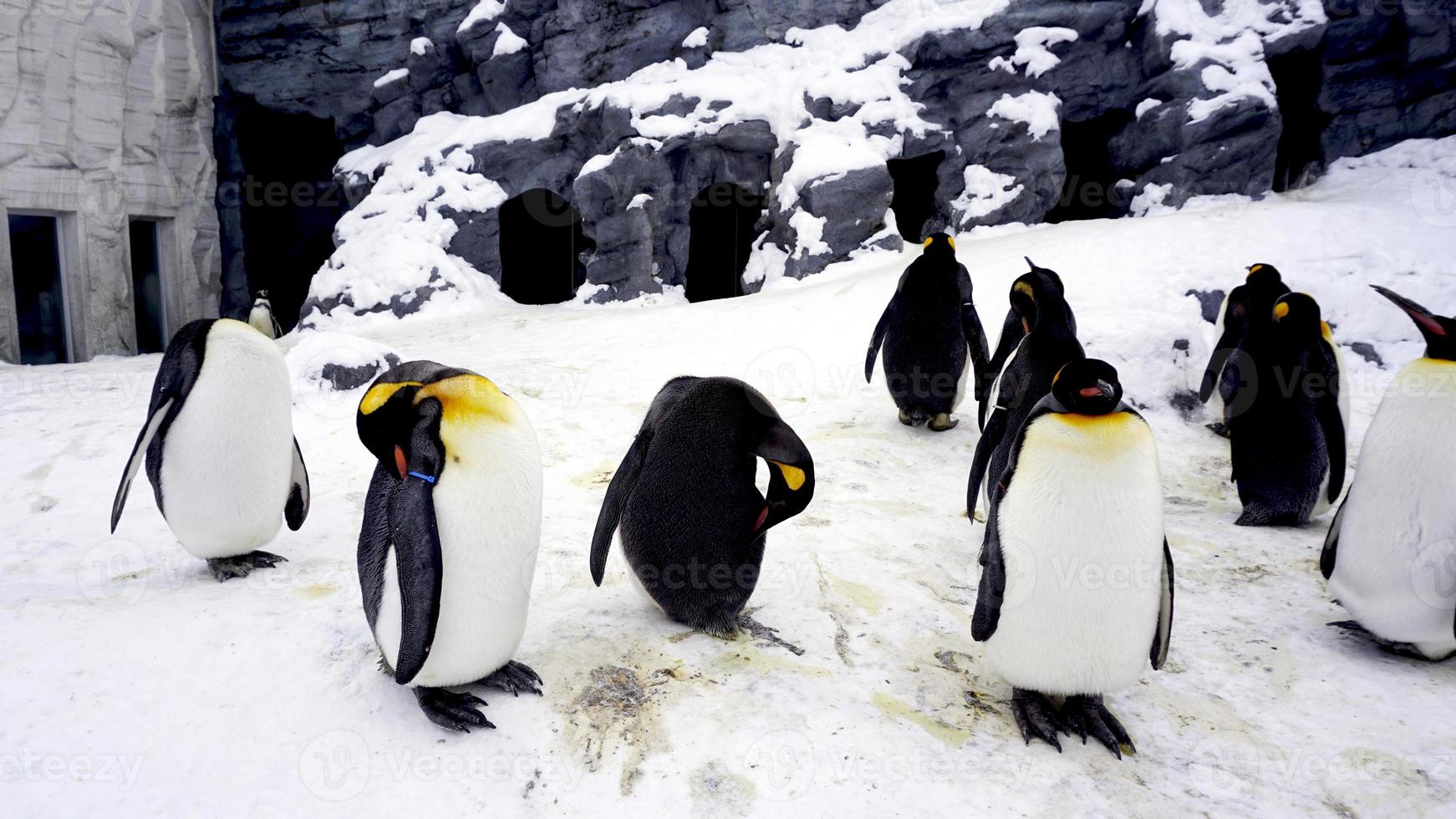 penquin animale in piedi e dormire nella neve invernale foto