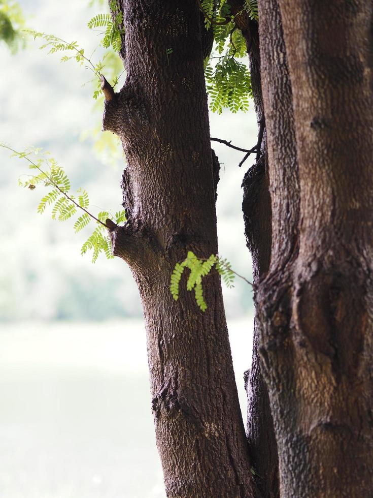 sfondo della natura dell'albero del camion foto